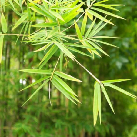 Antklodė BAMBOO MEDIUM